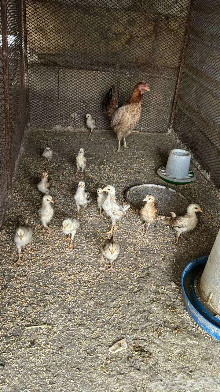 4 ديوك و5 دجاجات بلدي ودجاجه مع 14 صوص 0
