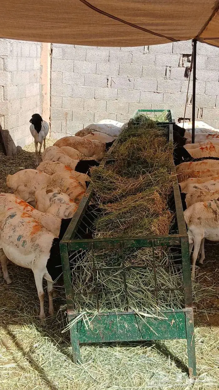برابر و سواكن بسعر يكسر السوم تفريد و جملة 1