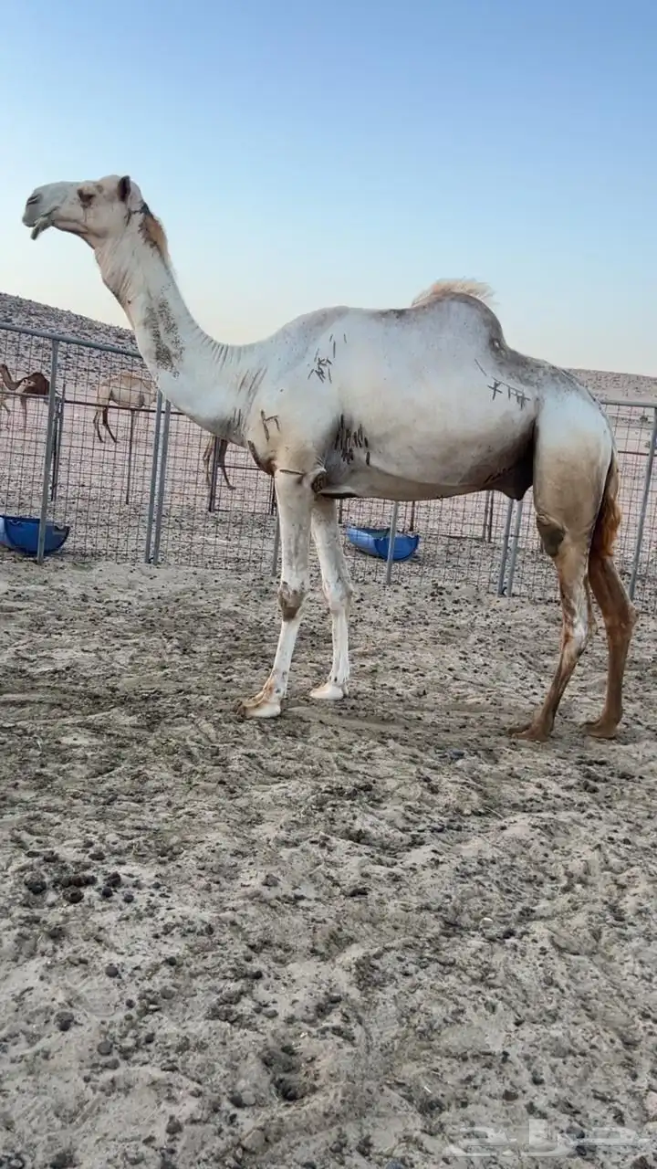 فحل شاهين برصيده سياره الجنادريه من 19 كيلو 1