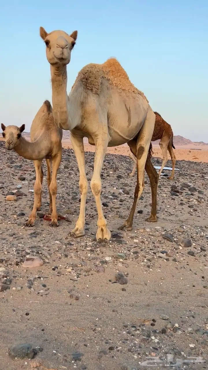 ناقه الخويره حره بشهادتها تحتها قعود 0