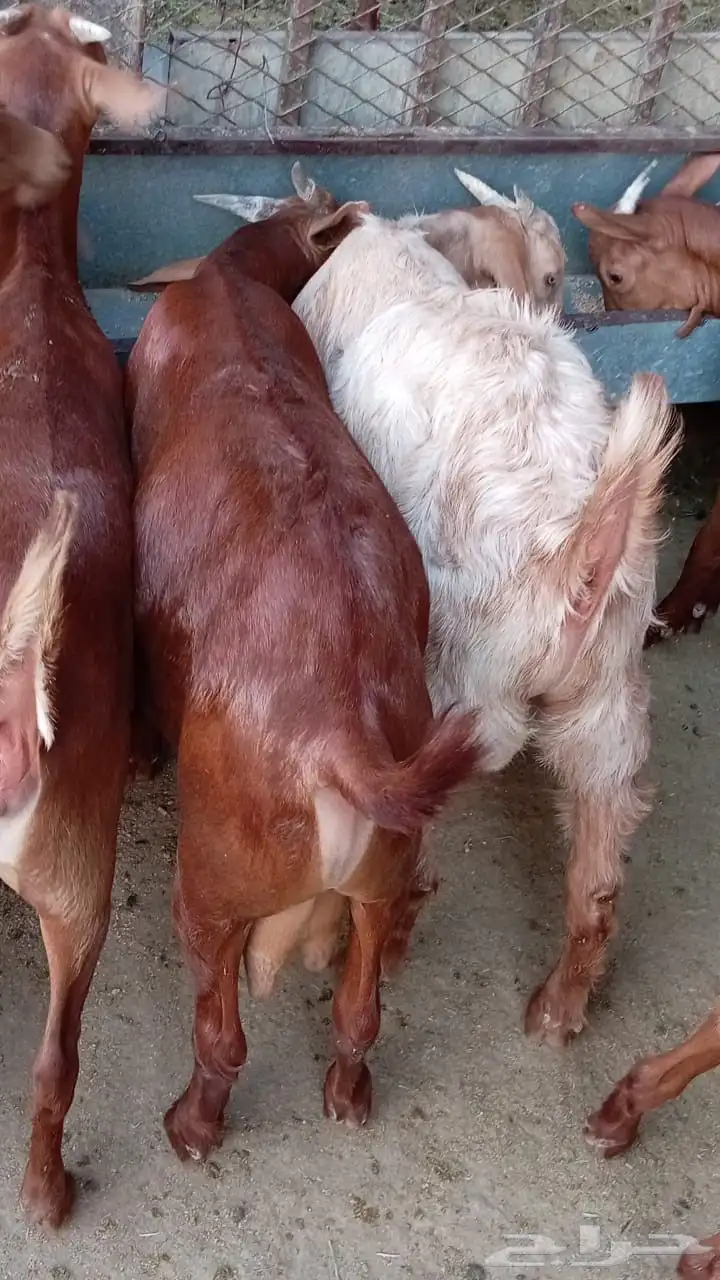تيوس جنوبية دهم من انتاج حلالي بسوق الجربوع 4