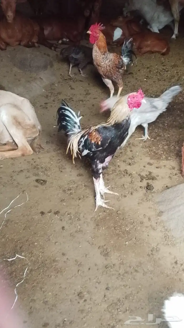 ديوك بلدي الموقع فيفاء 0
