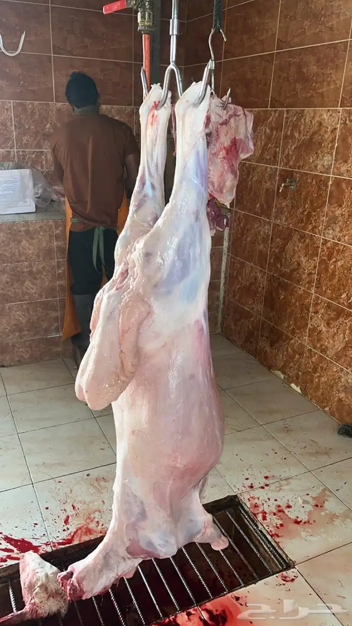 خرفان تربية مزرعه فل شحم للبيع بسعر مغري 1