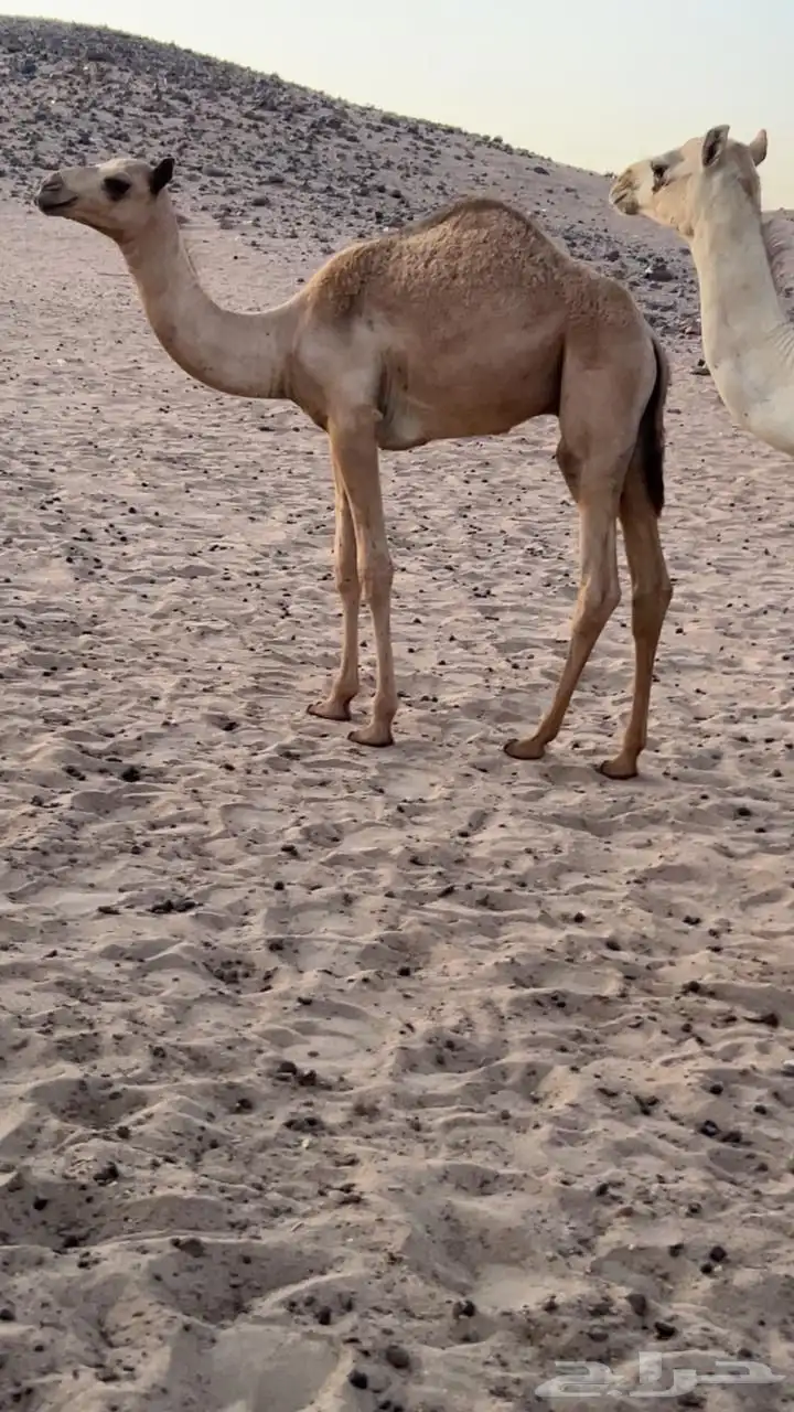 ناقه الخويره حره بشهادتها تحتها قعود 1