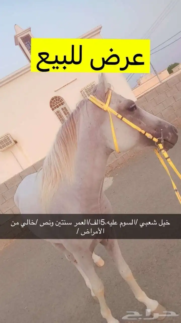 خيل شعبي 0