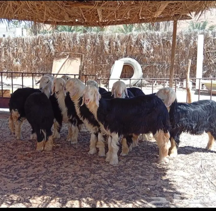 جذعات نجدية -- تم البيع 2