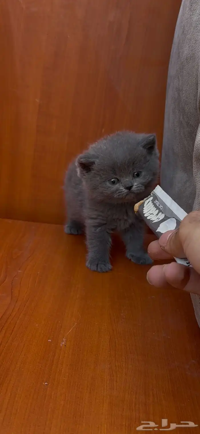 للبيع سكوتش فولد بيور عرض 2