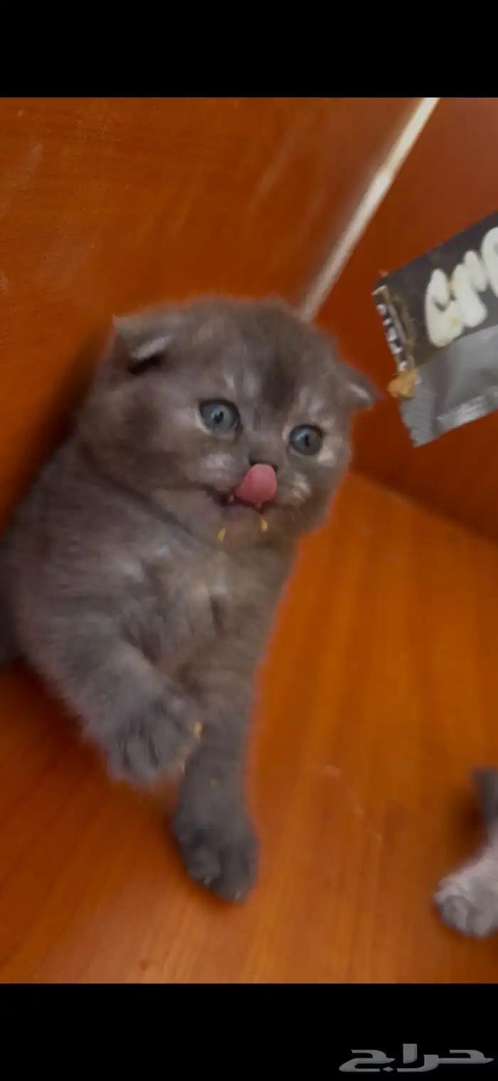 للبيع سكوتش فولد بيور عرض 1