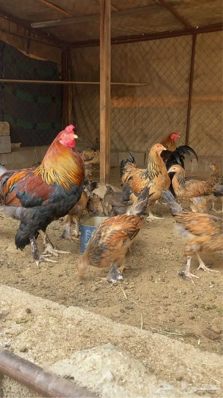 دجاج براهما للبيع . 1