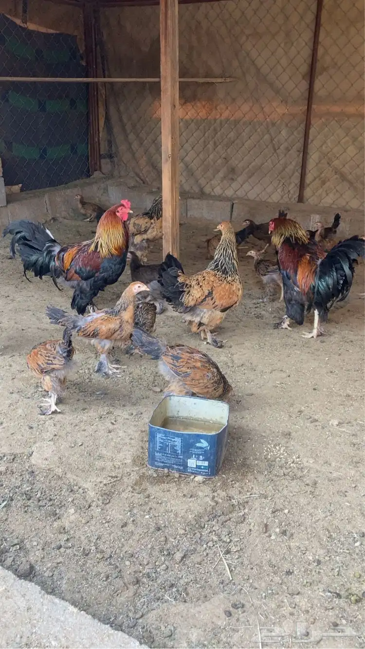 دجاج براهما للبيع . 4
