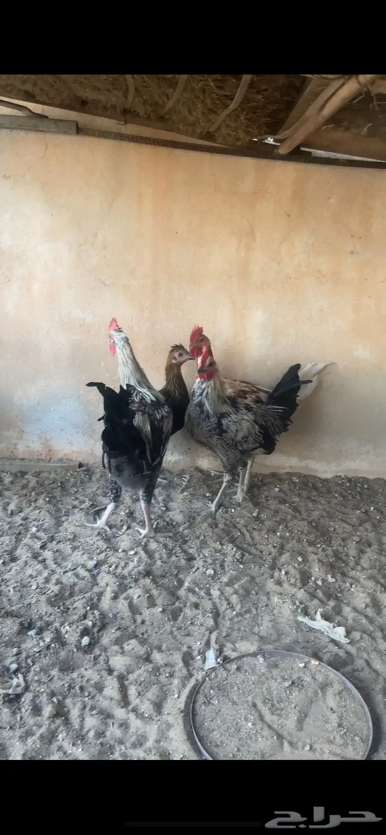 ديكه 1