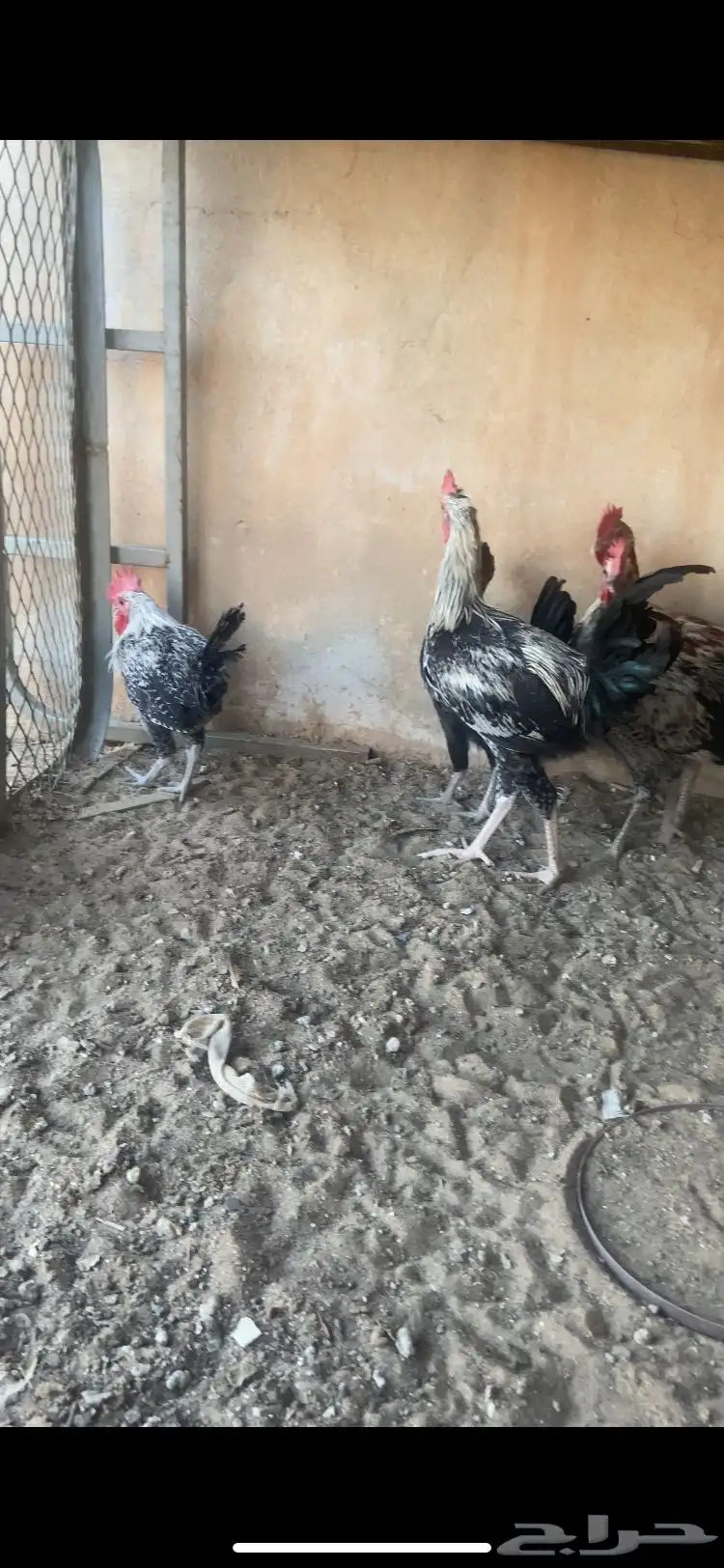 ديكه 2