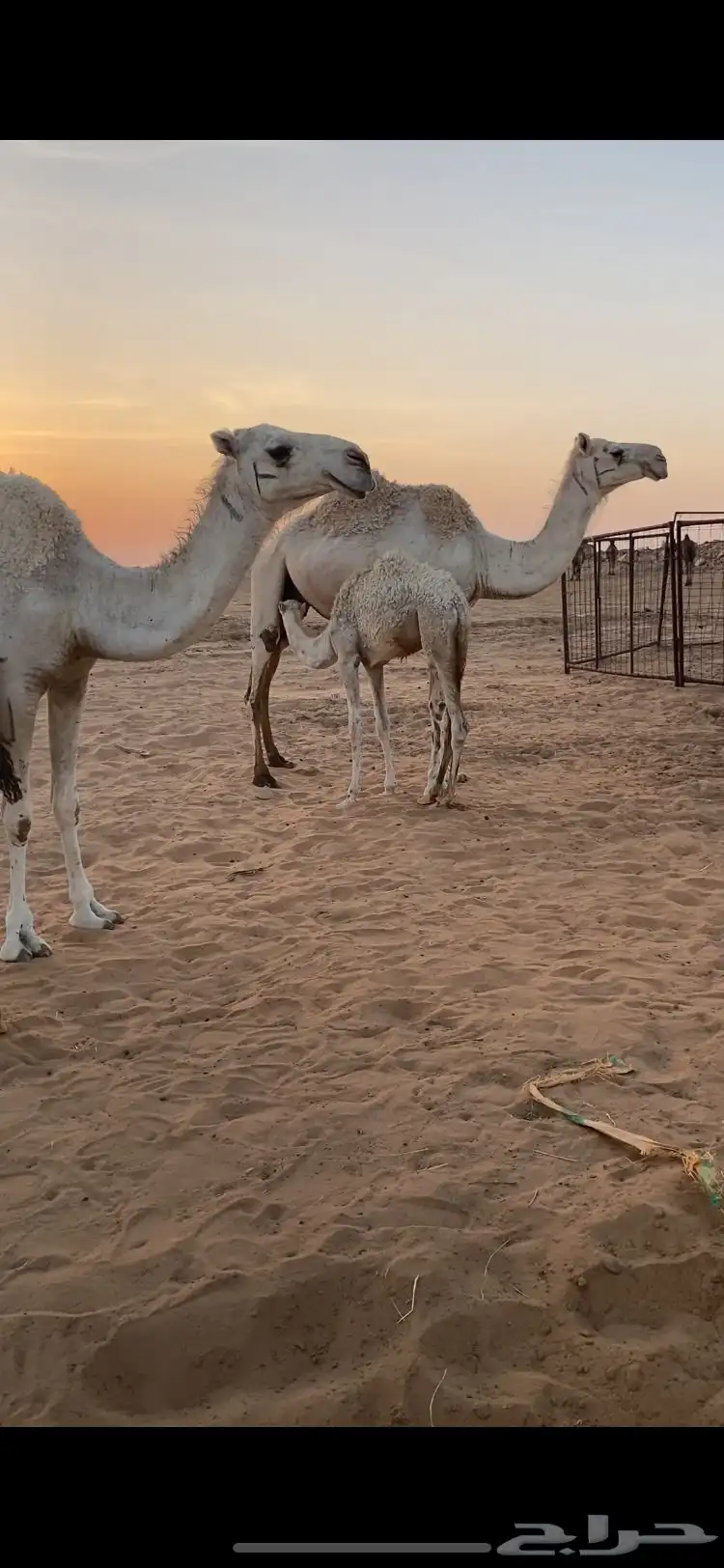 عشاير وضحى هديات 5