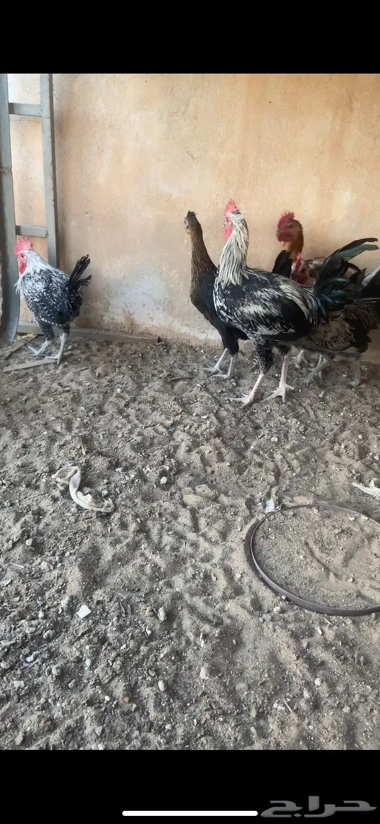 ديكه 3