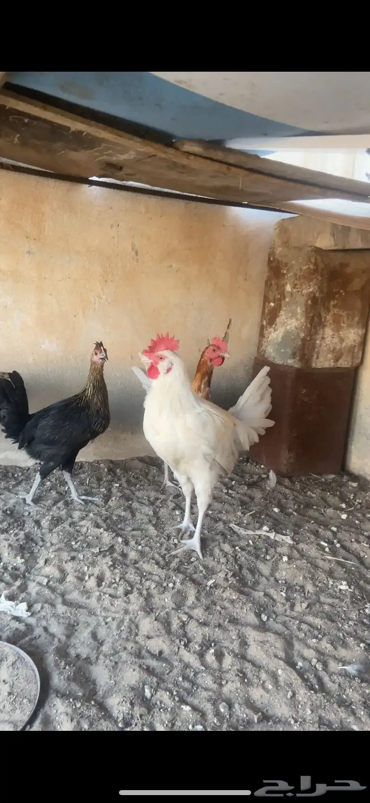ديكه 0