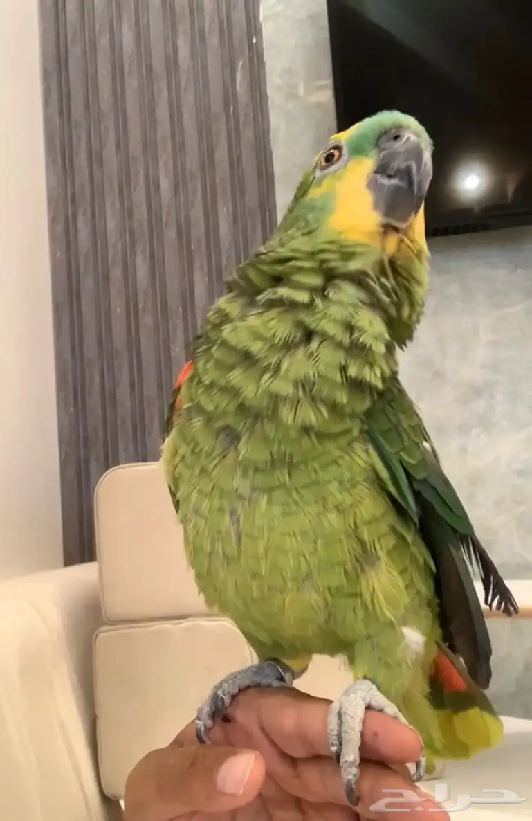 للبيع ببغاء امزون بلوفرنت متكلم جري 3