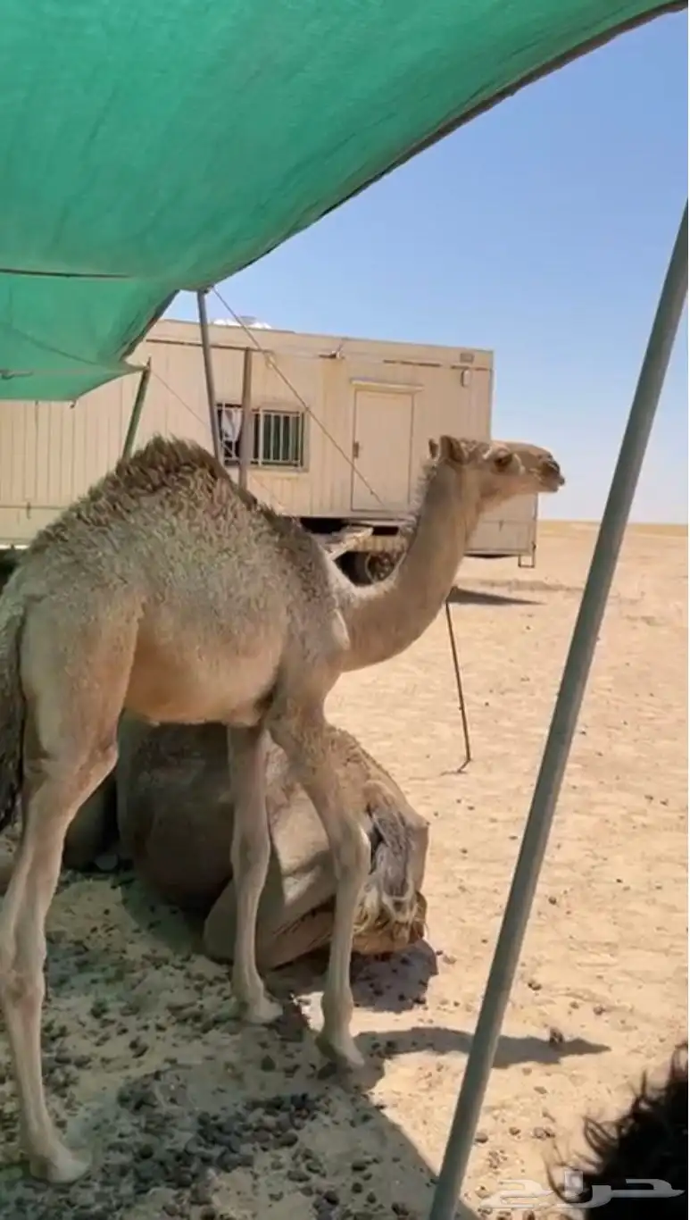 للبيع حاشي 0