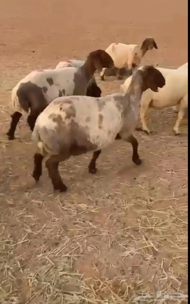 غنم نعيم 0