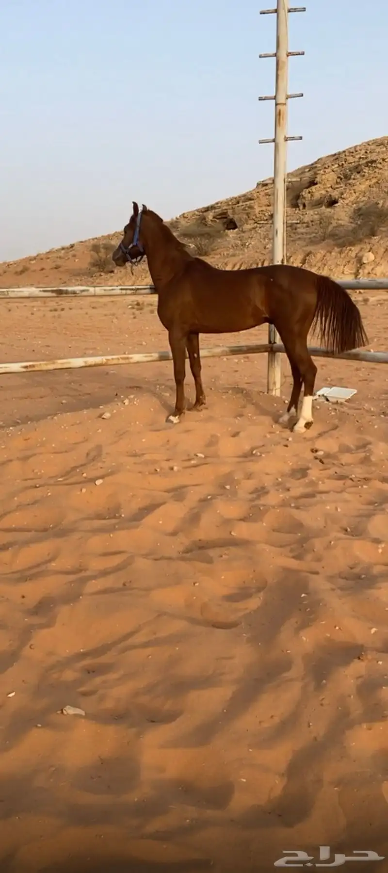 حصان شعبي للبيع 1
