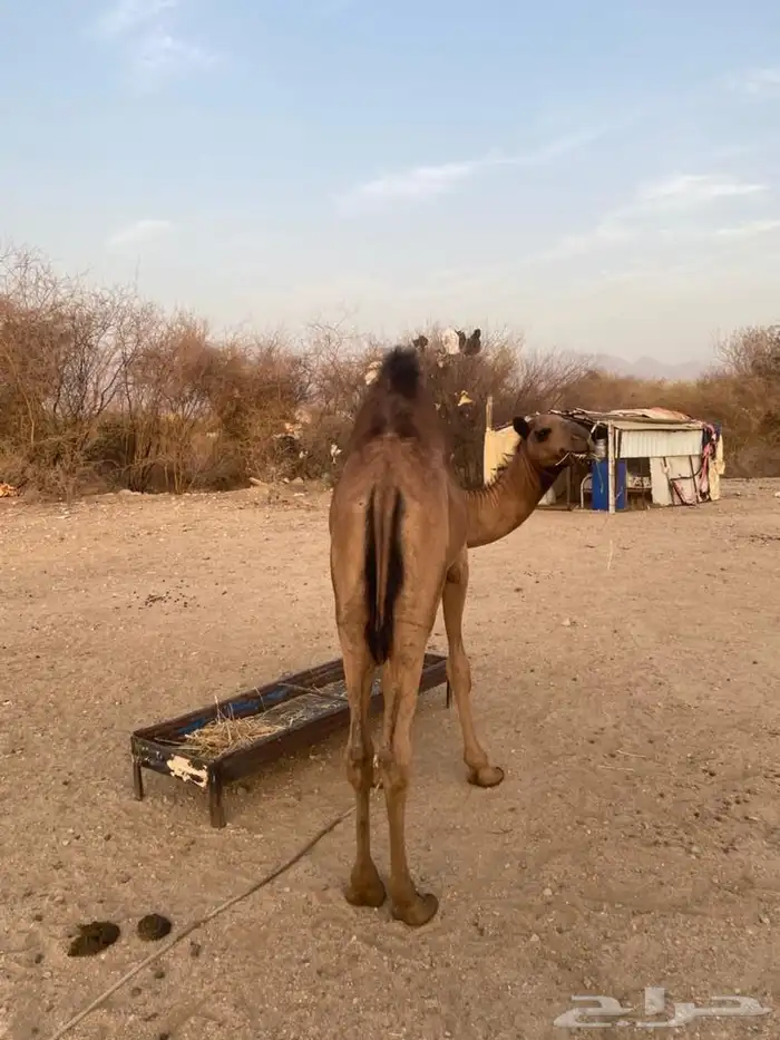 قعود للبيع 2