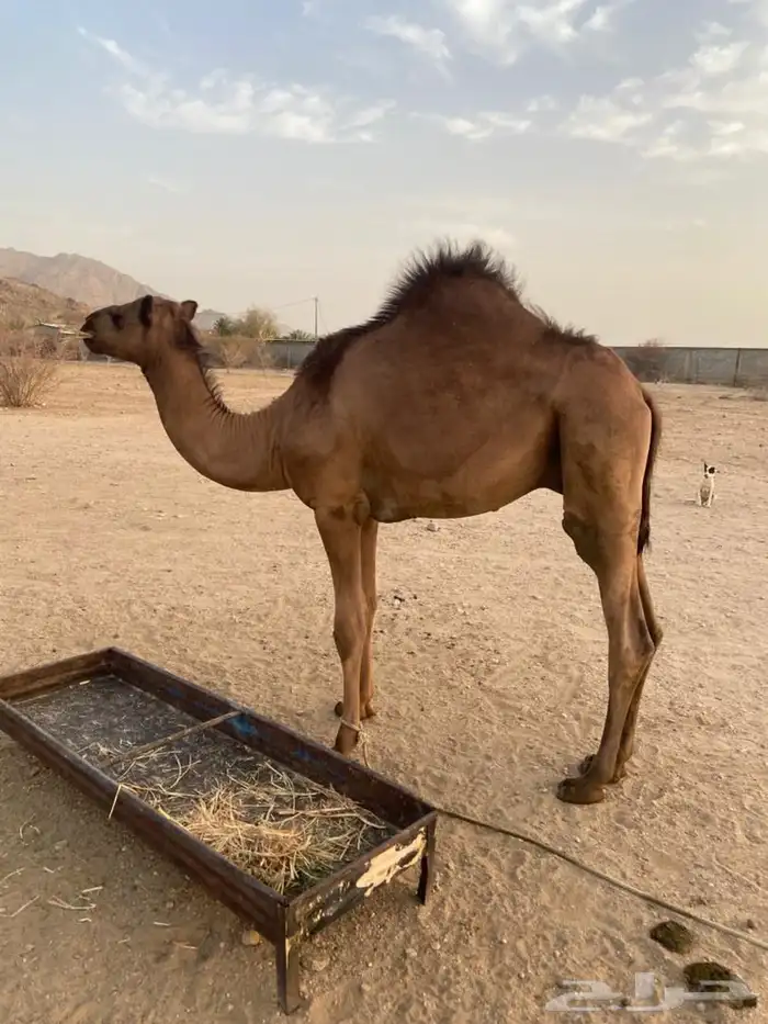 قعود للبيع 1