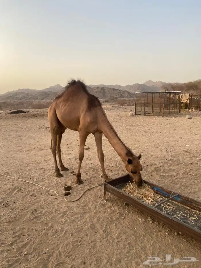 قعود للبيع 0