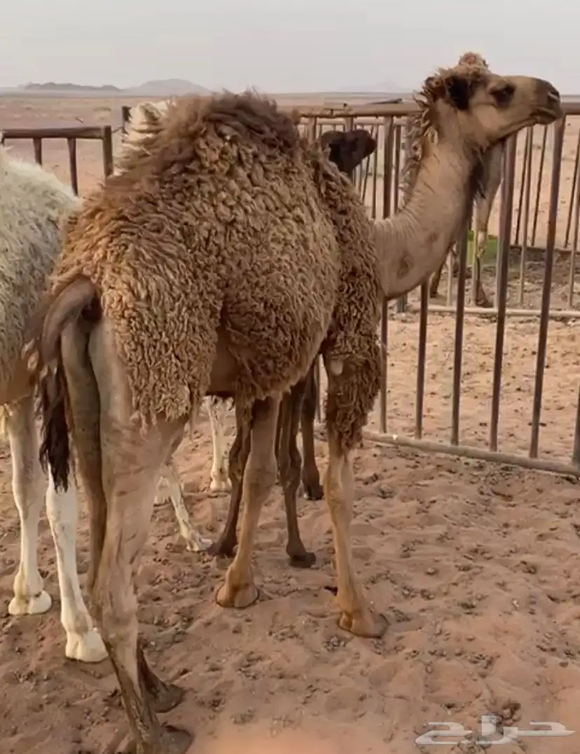 للبيع قعود طيب عمره 9 شهور على حليب أمه 0