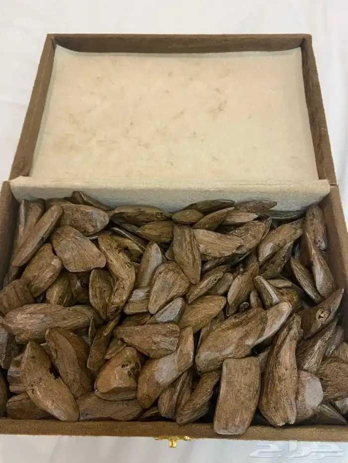 عود مروكي 0