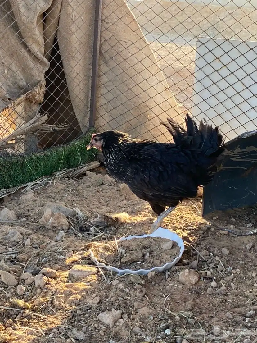 ديك ودجاج للبيع 1