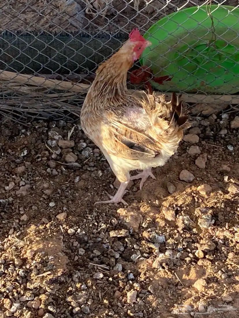 ديك ودجاج للبيع 5