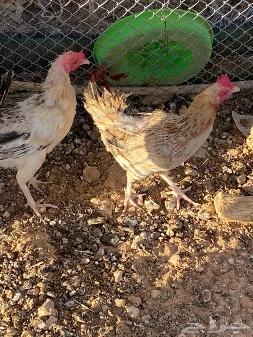 ديك ودجاج للبيع 6