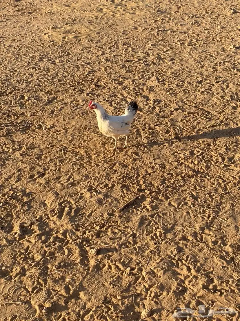 ديك ودجاج للبيع 3