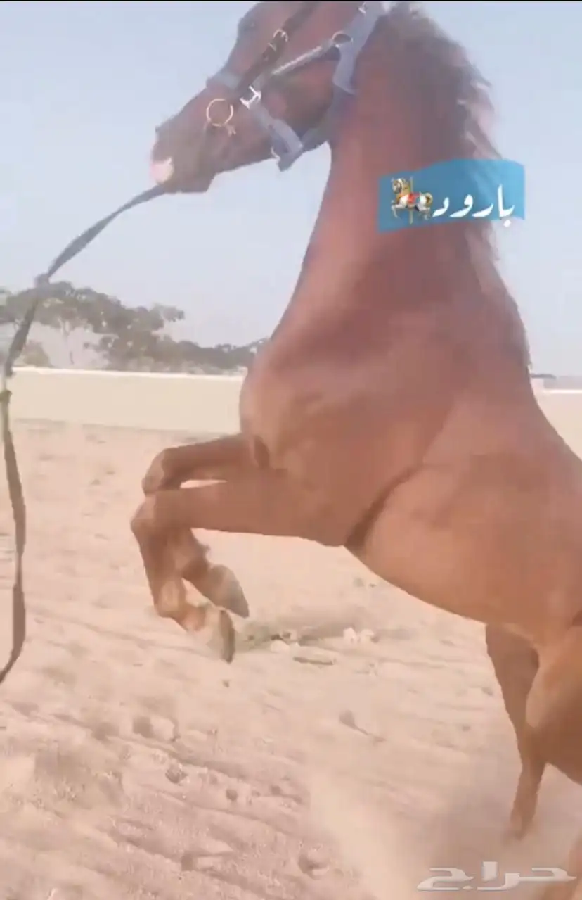 سلام عليكم حصان شعبي كفو للبيع 0