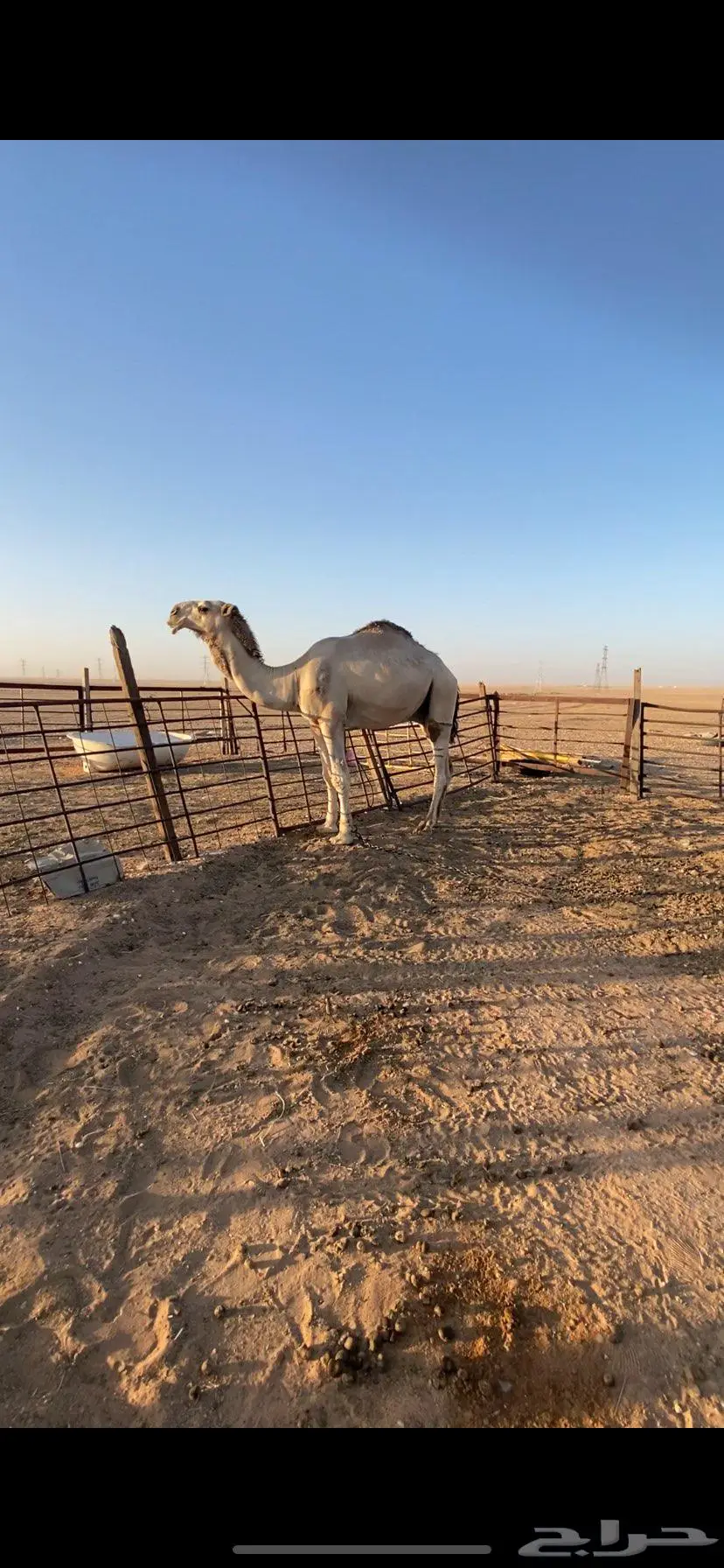 قعود جده عليان الحيسوني 2