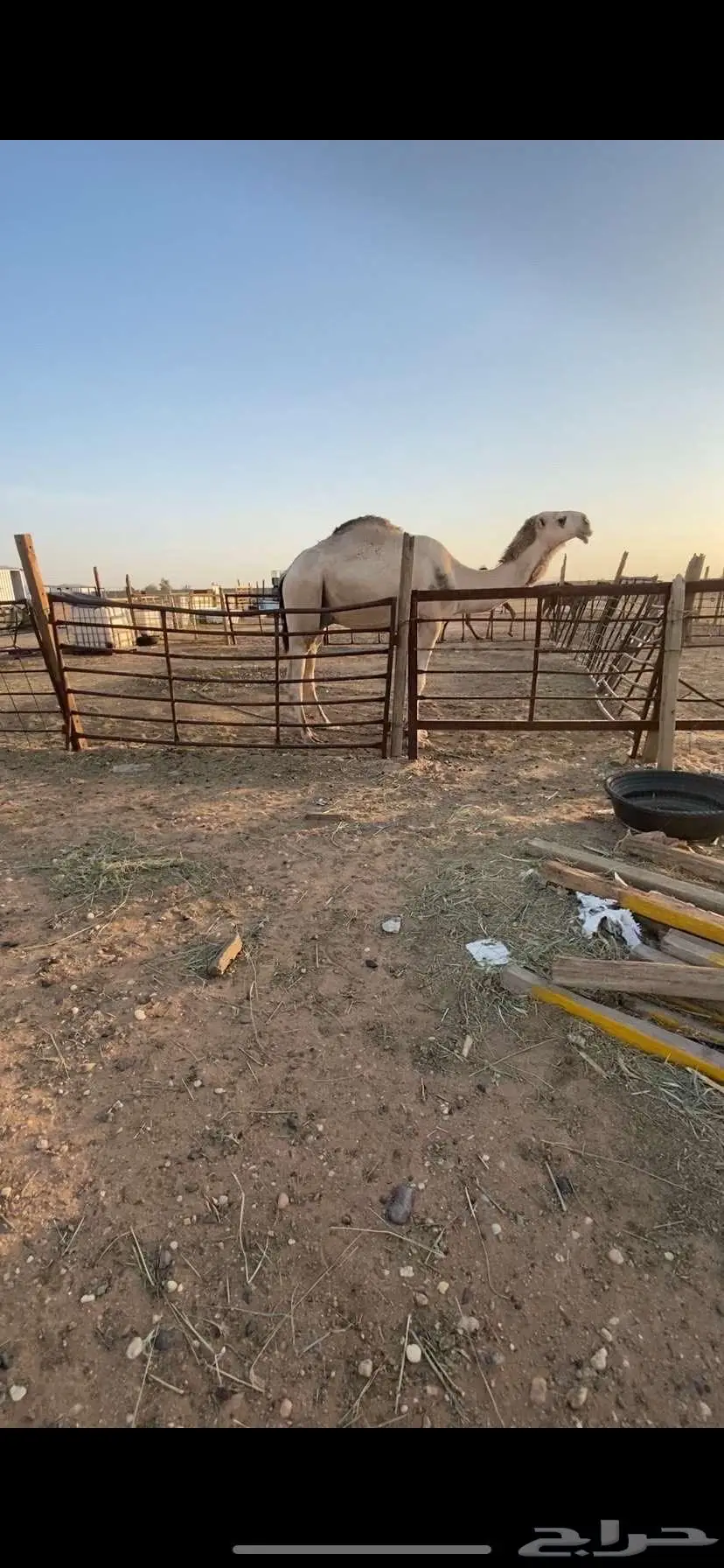 قعود جده عليان الحيسوني 0