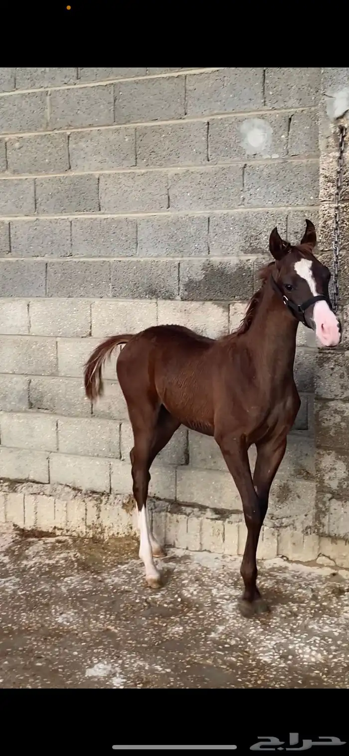 مهره عربيه واهو للبيع 0