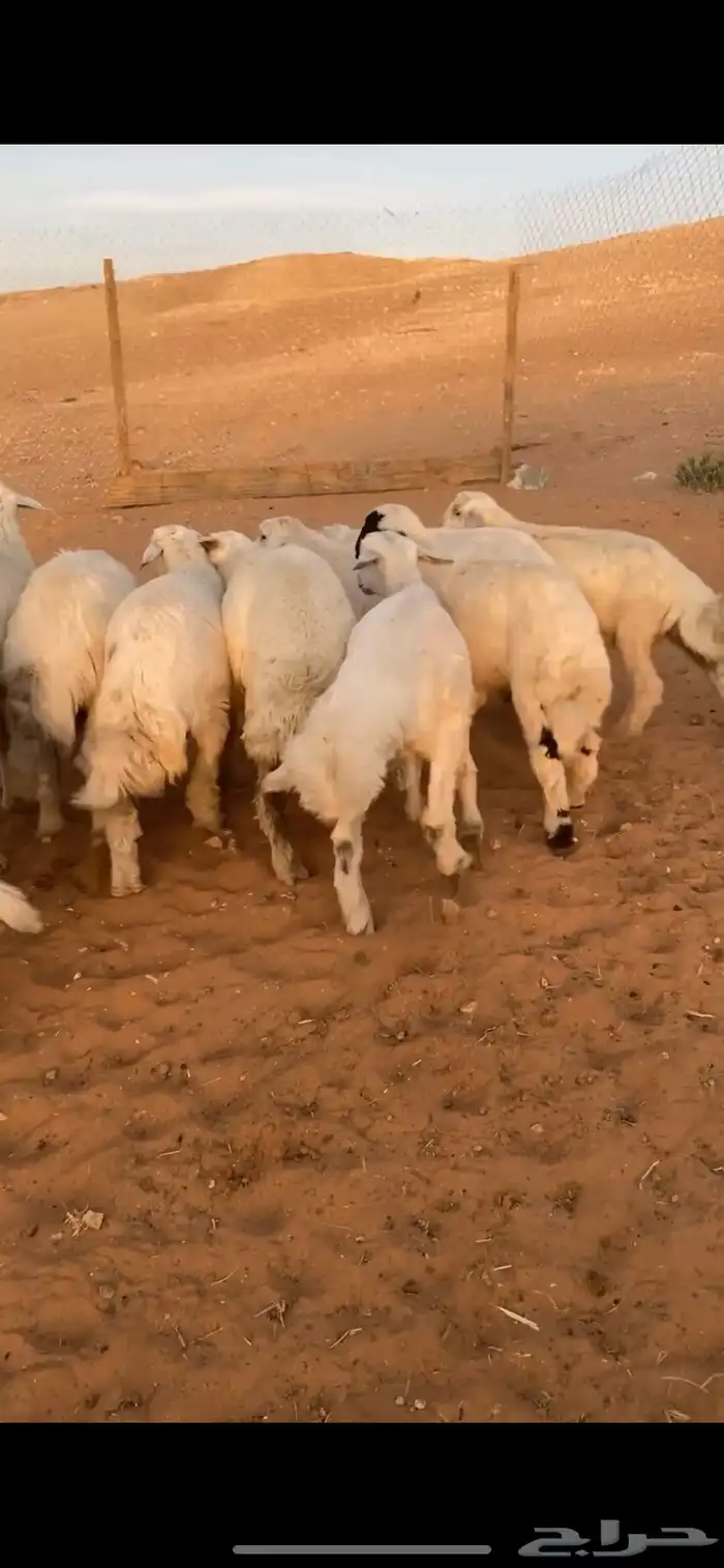 بهم حريات طيبه 2