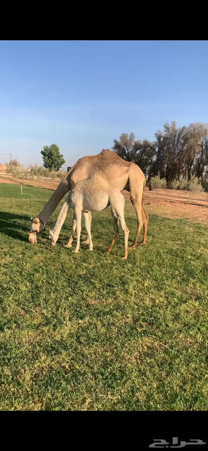 هجن للبيع الموقع طبرجل عمانيات طيبات بالحيل التواصل اتصال 2