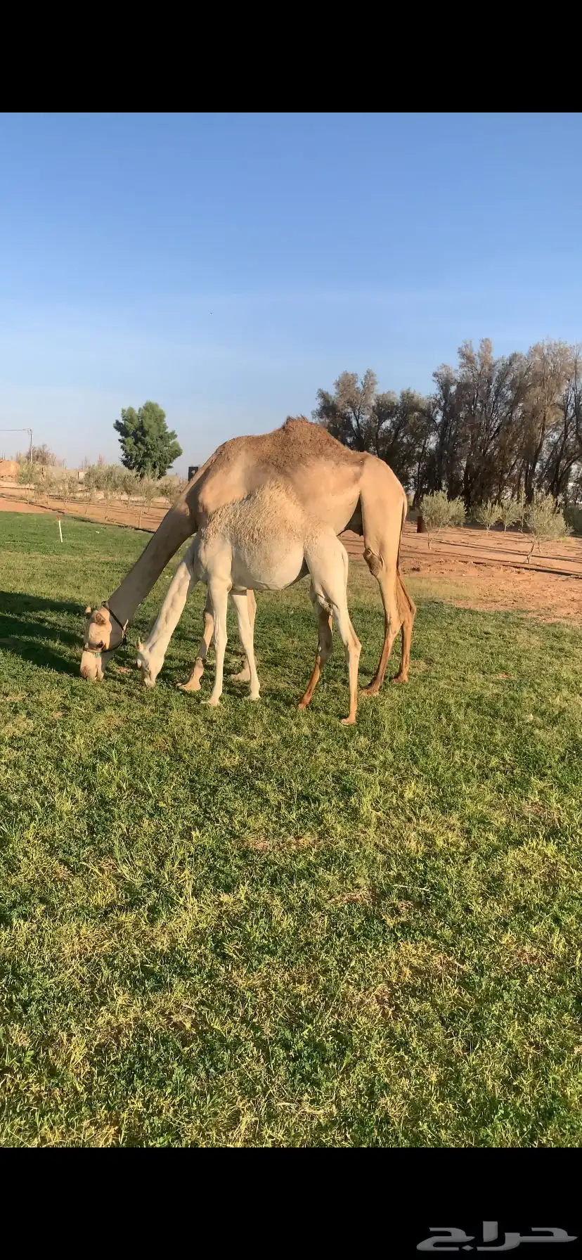 هجن للبيع الموقع طبرجل عمانيات طيبات بالحيل التواصل اتصال 2
