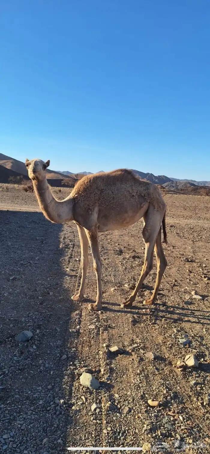 بكره 0