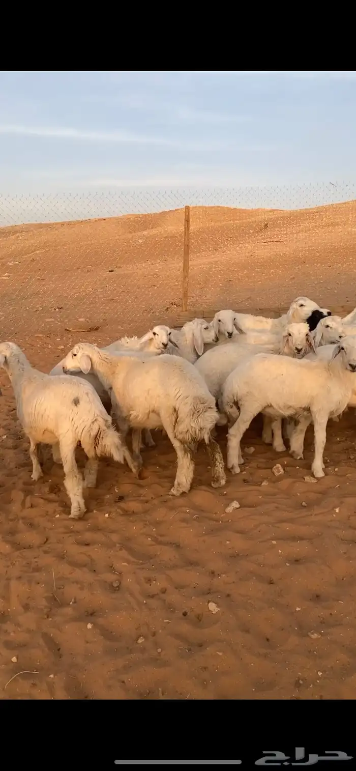 بهم حريات طيبه 1