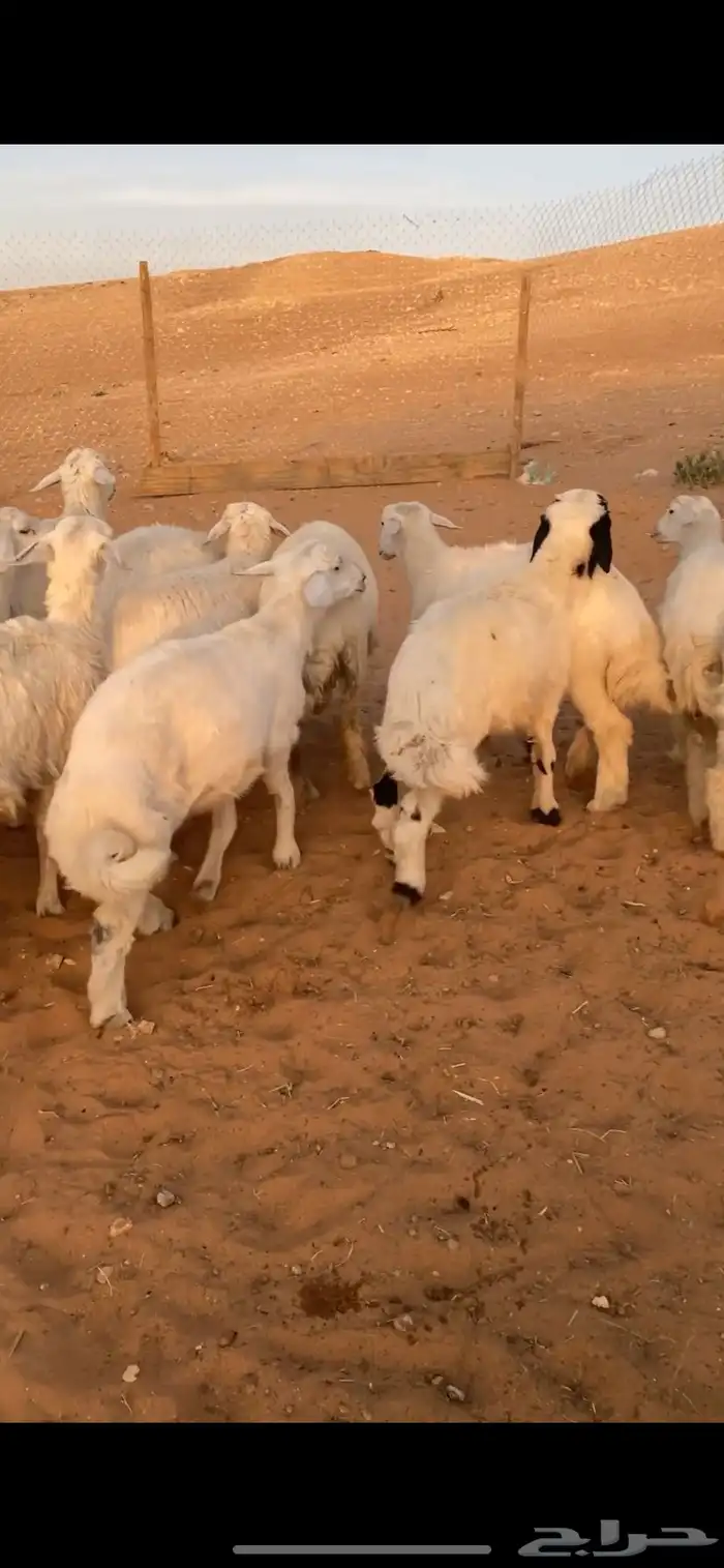 بهم حريات طيبه 3