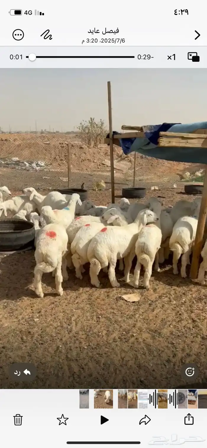 حري بري هرفي لباني حريات خرفان رخال طليان 4