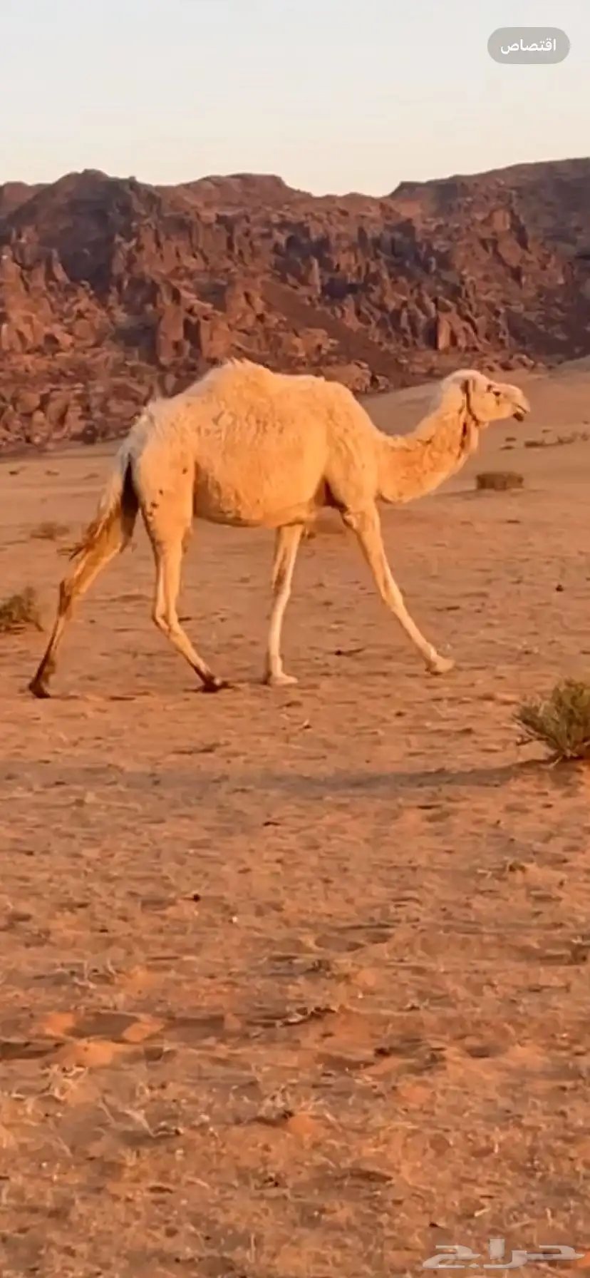ناقه لقحه 0