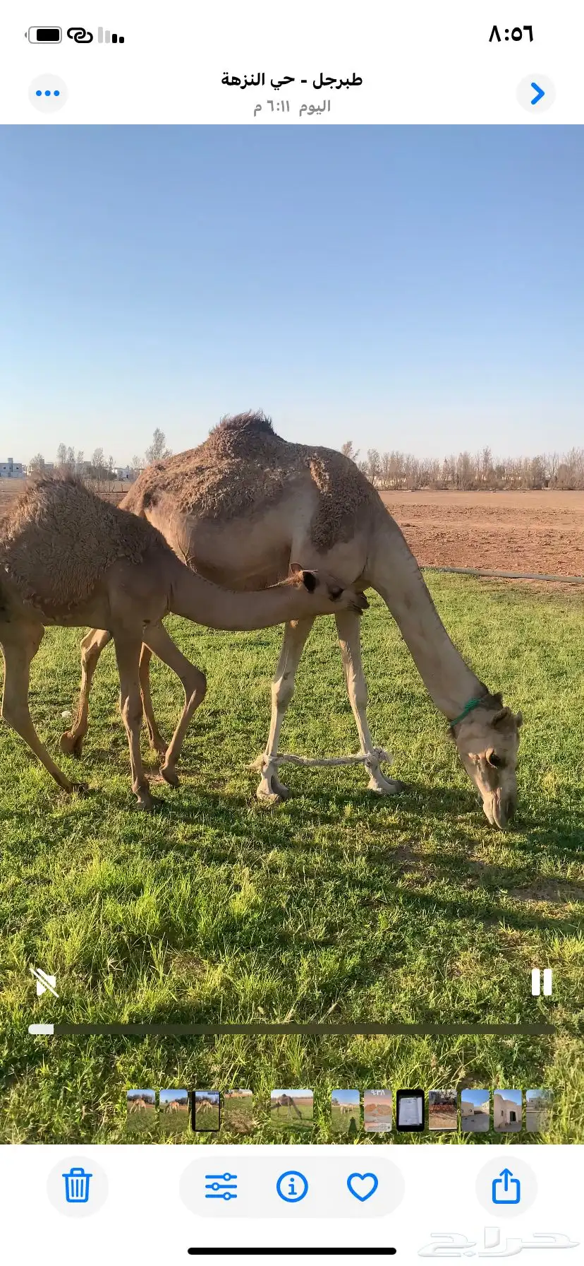 هجن للبيع الموقع طبرجل عمانيات طيبات بالحيل التواصل اتصال 1