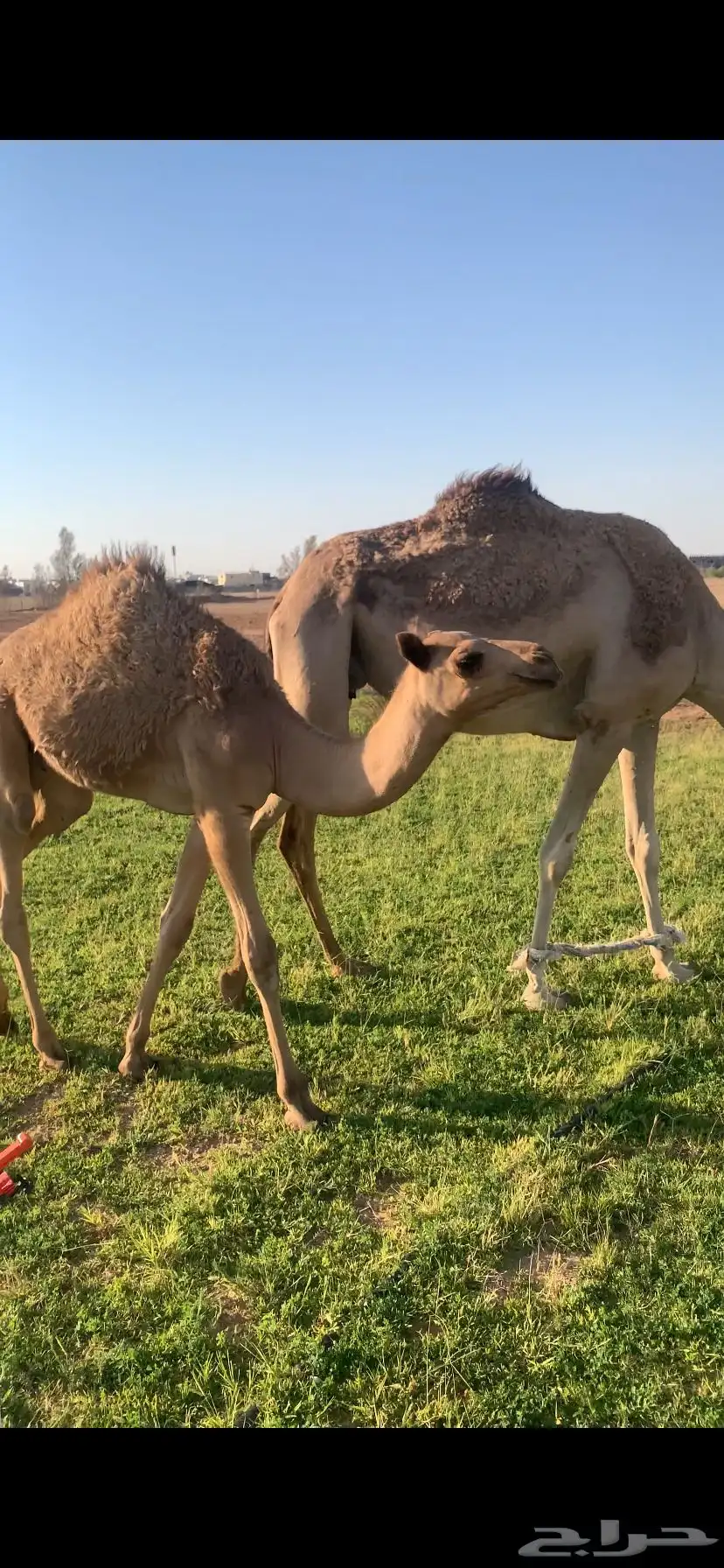 هجن للبيع الموقع طبرجل عمانيات طيبات بالحيل التواصل اتصال 0
