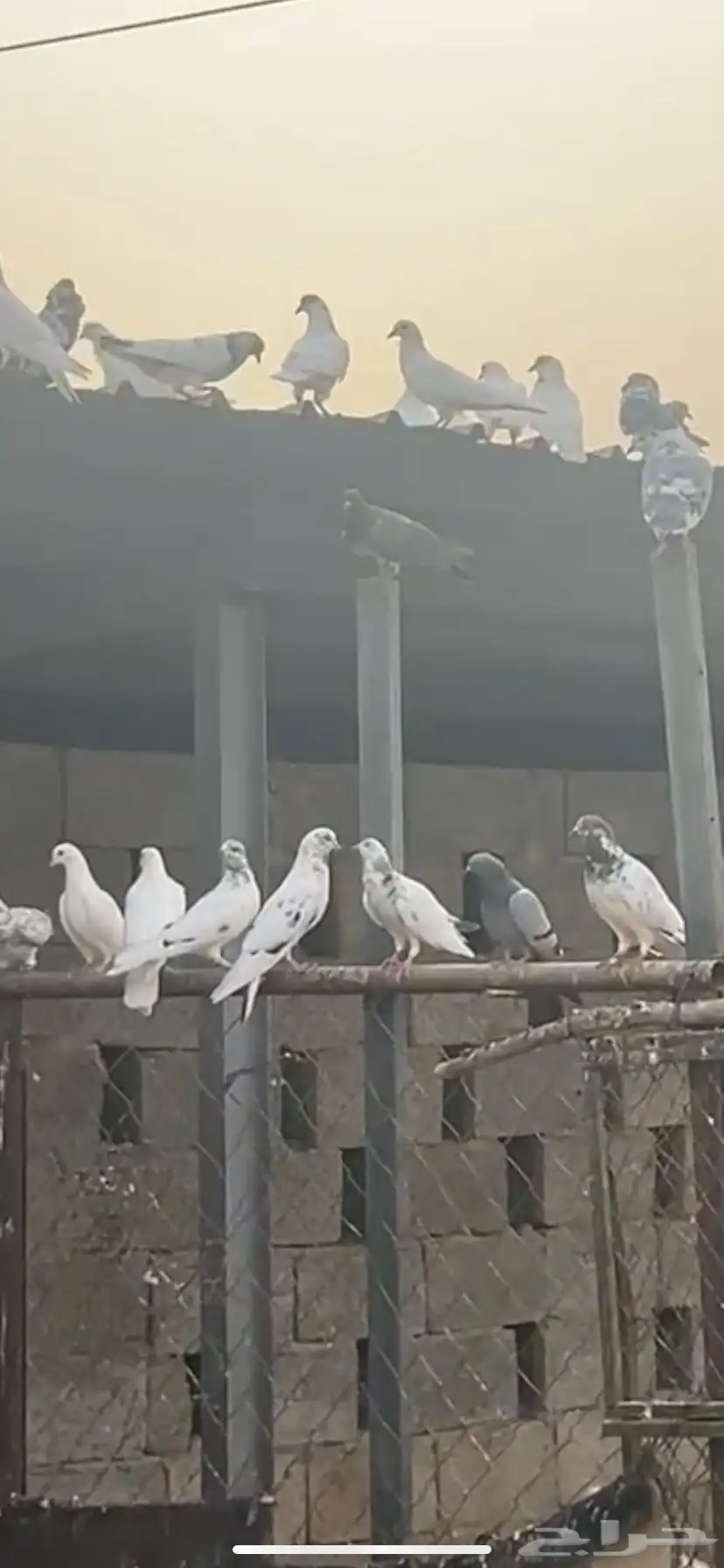 حمام باكستاني 0