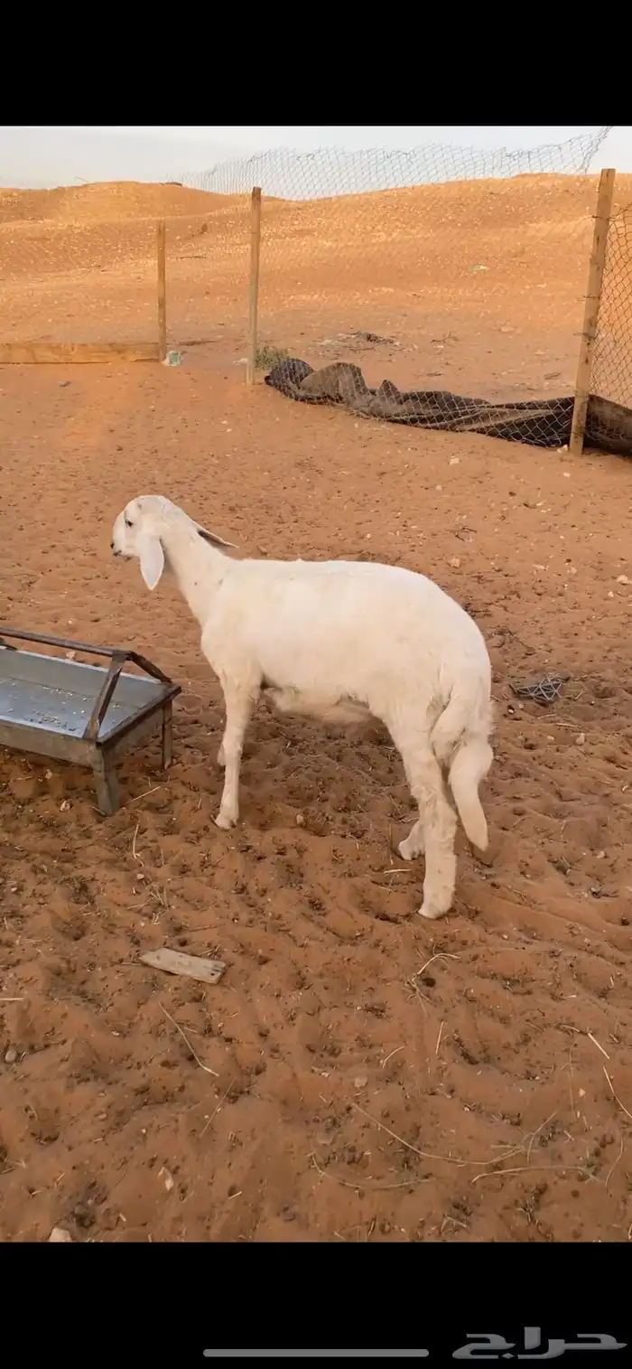بهم حريات طيبه 0