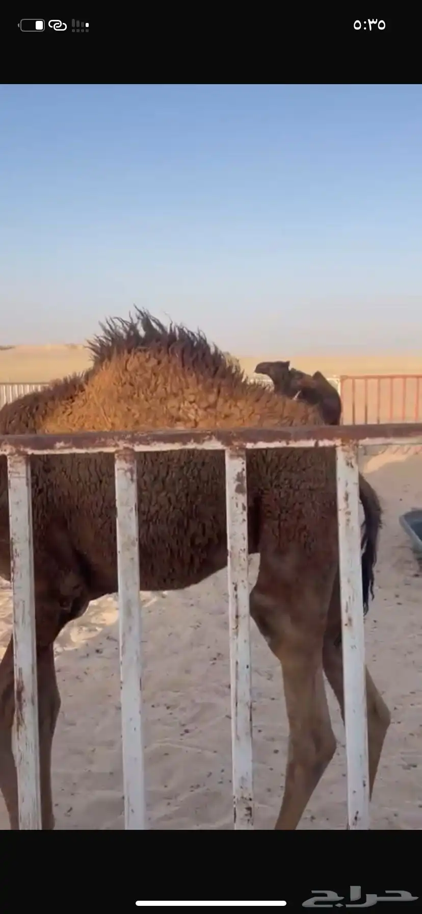 قعدان قصب 2 صفر و2 مجاهيم بريه وتحت امهاتها للبيع جملله وتف 0