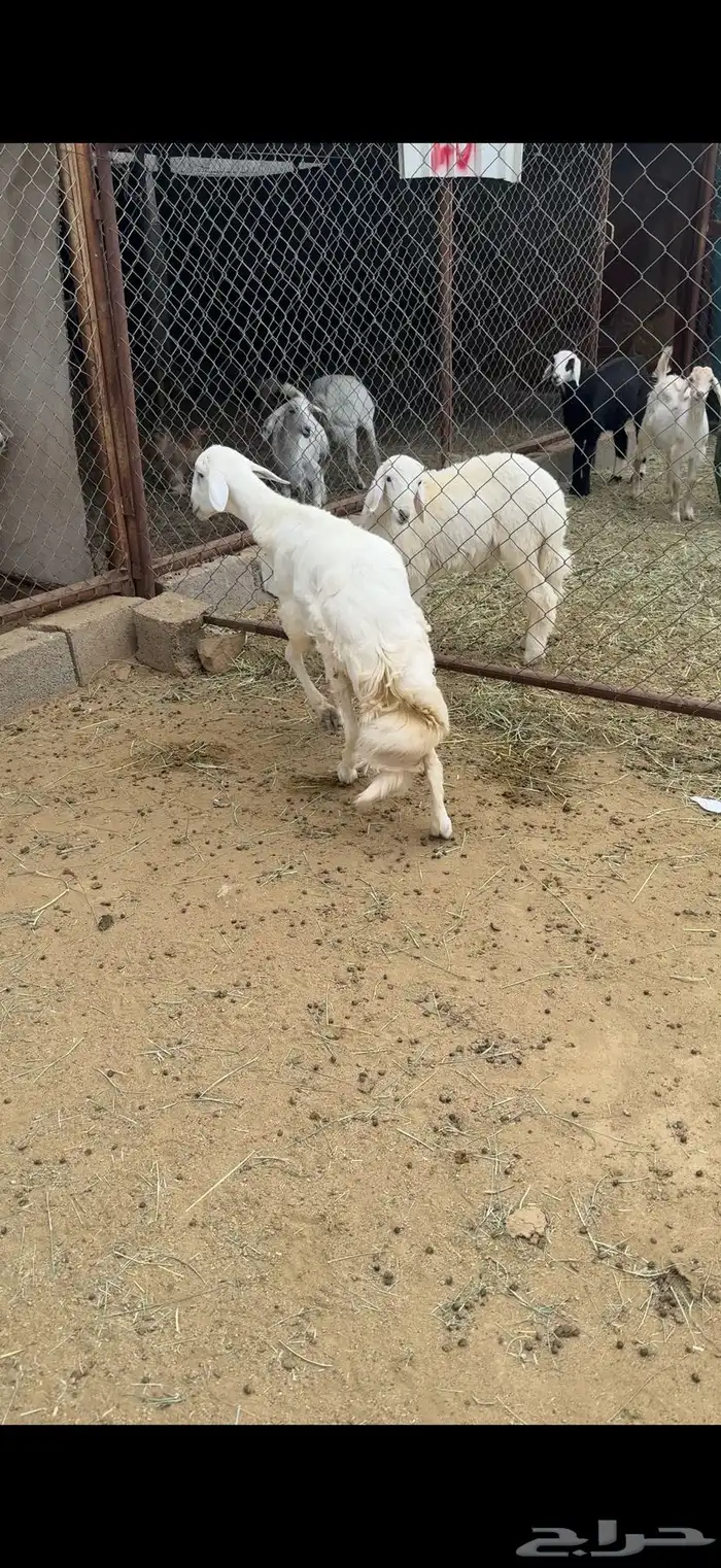 خروف جبر مبادى كفو ظهر وطرف ( تم البيع) 1